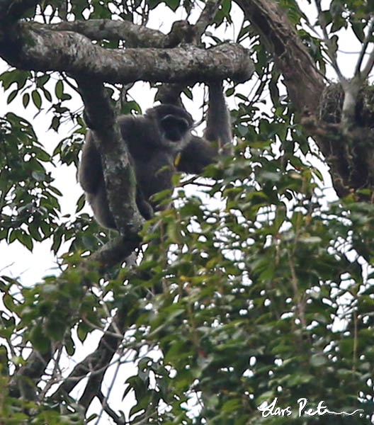 West Javan Gibbon